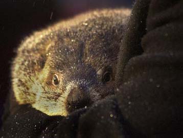 Αλλες έξι εβδομάδες χειμώνα «προέβλεψε» η μαρμότα του Πανξατόνι