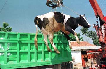 Η Μαφία πίσω από το κρούσμα της ασθένειας των «τρελών αγελάδων» στην Ιταλία;