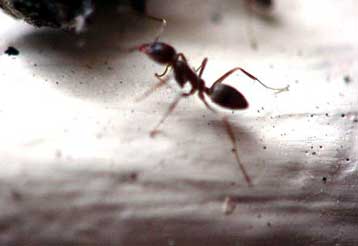 Ρόφημα με… μυρμήγκια τονώνει το ανοσοποιητικό σύστημα