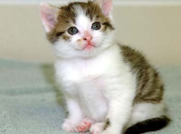 Παρουσιάστηκε στο Τέξας η πρώτη κλωνοποιημένη γάτα