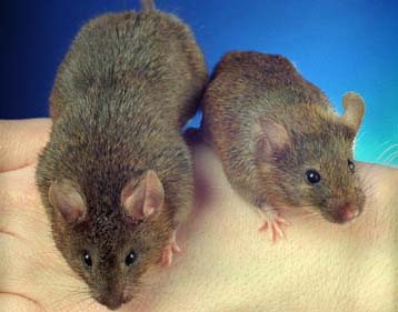 Η κοκαΐνη επιταχύνει το ρυθμό εξάπλωσης του AIDS, ανακαλύπτουν επιστήμονες