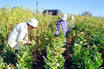 Τη δημιουργία Μουσείου Καπνού σχεδιάζει ο Δήμος Καβάλας