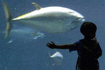 Η αλιεία στο Βόρειο Ατλαντικό «θα έχει καταρρεύσει μέχρι το 2010»