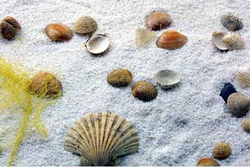 Η ανάγκη του ανθρώπου να ξεχωρίσει γέννησε τα κοσμήματα πριν από 40.000 χρόνια