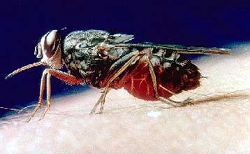 Η εξάλειψη της μύγας τσετσέ νέος στόχος του  Διεθνούς Οργανισμού Ατομικής Ενέργειας