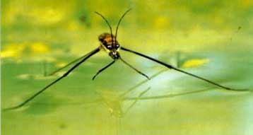 Κάθε Σεπτέμβριο θα πραγματοποιείται το Διεθνές Φεστιβάλ Οικο-Σινεμά