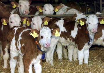 «Αδύνατη» η μετάδοση της νόσου των τρελών αγελάδων από τη μητέρα στους απογόνους