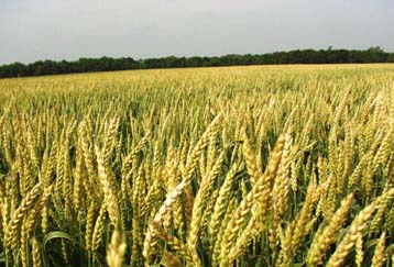 Γενετικά τροποποιημένο σιτάρι «όπλο» κατά του καρκίνου του παχέος εντέρου