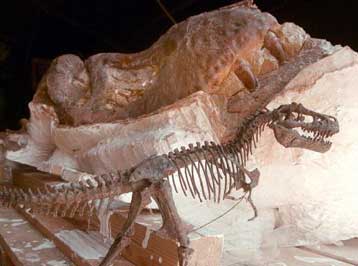 Γιγαντιαίος μεν, αργός δε, ο δεινόσαυρος T-Rex, υποστηρίζουν αμερικανοί επιστήμονες