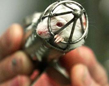 Κλωνισμός για θεραπευτικούς σκοπούς, για πρώτη φορά σε ζωντανό ον