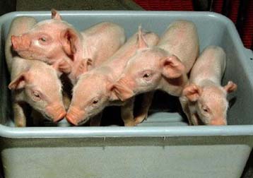 Μεταμόσχευση οργάνων από χοίρους σε ανθρώπους μελετούν στις ΗΠΑ