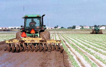 Γενετικά τροποποιημένα φυτά μπορούν να  «μολύνουν» τις οργανικές καλλιέργειες