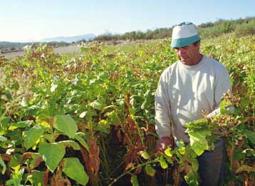 «Μάχη» στις Βρυξέλλες για να μην καταργηθούν οι επιδοτήσεις στα καπνά