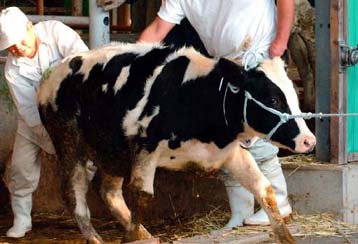 Οι μολυσματικές πρωτεΐνες της νόσου των τρελών αγελάδων ίσως υπάρχουν και στο κρέας