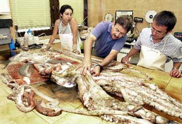 Ένα πελώριο χταπόδι πιάστηκε στα δίχτυα ψαράδων της Νέας Ζηλανδίας