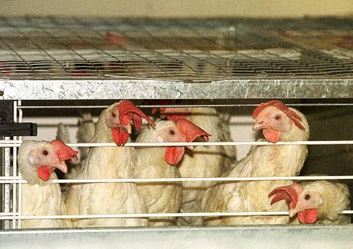 Γενετικά τροποιημένα πουλερικά στην «υπηρεσία» της επιστήμης