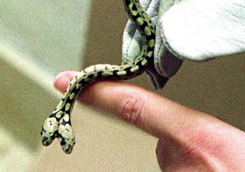 Φίδι με δύο… κεφάλια ζει κανονικά σε ζωολογικό κήπο της Ισπανίας