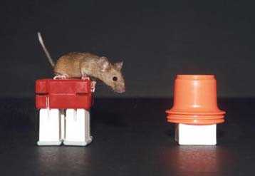 Ένα βήμα πιο κοντά στη δημιουργία εμβολίου για τη θεραπεία της νόσου Αλτσχάιμερ