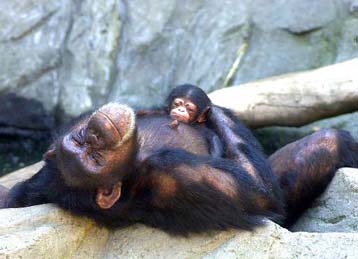 Στο «φως» το μυστικό που καθιστά τον άνθρωπο ευφυέστερο από το χιμπατζή