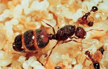 Υπεραποικία μυρμηγκιών εξαπλώνει «επικίνδυνα» την κυριαρχία της στην Ευρώπη!