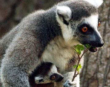 Ο κοινός πρόγονος των πρωτευόντων θηλαστικών ζούσε την εποχή των δεινοσαύρων;