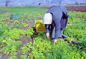 Eντός του Μαΐου οι αποζημιώσεις στους αγρότες για το Νοέμβριο και Δεκέμβριο 2001