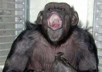 Το δικαίωμα προσφυγής των… χιμπατζήδων στη Δικαιοσύνη αξιώνουν ακτιβιστές στις ΗΠΑ