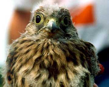 Οι φωλιές του πετρίτη στη Μ.Βρετανία υπό παρακολούθηση υψηλής τεχνολογίας