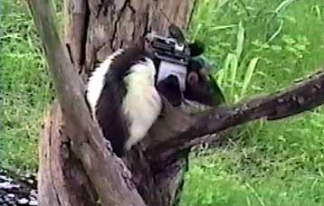 Έρχονται τα ποντίκια που θα αναζητούν αγνοούμενους σε σεισμό ή ακόμα και νάρκες