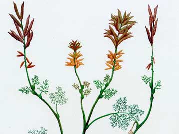 Απολίθωμα του αρχαιότερου γνωστού ανθοφόρου φυτού βρήκαν οι επιστήμονες