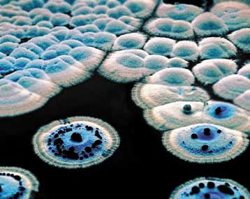 Ολοκληρώθηκε η καταγραφή του γονιδιώματος της στρεπτομυκίνης