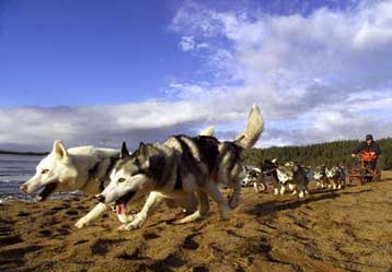 Στο «κυνήγι» του εγκλήματος νέα ράτσα σκύλων από διασταύρωση τσακαλιού με χάσκι