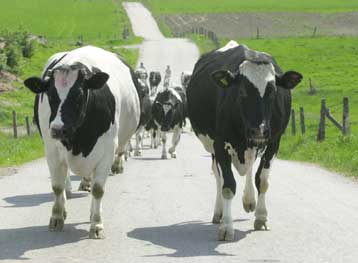 Τέταρτο κρούσμα της νόσου των τρελών αγελάδων επιβεβαιώθηκε στην Ιαπωνία
