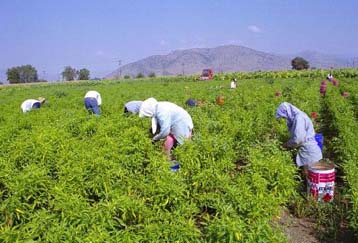 Κατά 8,3% πάνω οι πραγματικές αγροτικές τιμές στην Ελλάδα στο τέταρτο τρίμηνο πέρυσι