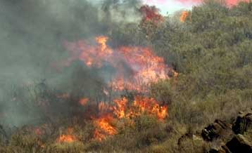 Φιλόδοξο δεκαετές πρόγραμμα αναδάσωσης ανακοίνωσε η Κίνα