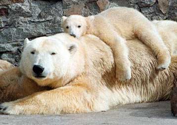 Οι αλλαγές στο κλίμα της Γης θέτουν σε κίνδυνο την ύπαρξη της πολικής αρκούδας