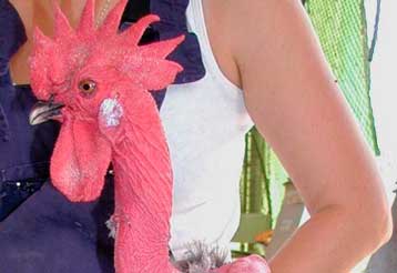 Κοτόπουλα χωρίς πούπουλα δημιούργησαν Ισραηλινοί επιστήμονες