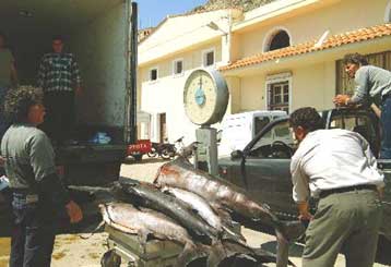 Η Κομισιόν ενέκρινε τις προτάσεις για τη δραστική μείωση των αλιείων στην ΕΕ