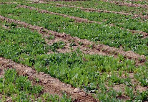 Σαφής η υπεροχή των βιολογικών καλλιεργειών έναντι των συμβατικών, σύμφωνα με έρευνα