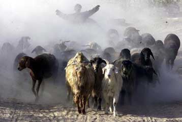 Τέλος στο κούρεμα τον προβάτων χάρη σε φυσική ενέσιμη πρωτεΐνη Αυστραλών επιστημόνων