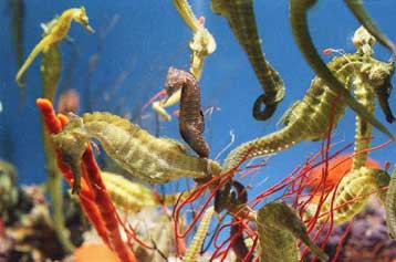 Τα μυστικά των ωκεανών μέσα από έναν άτλαντα στο Διαδίκτυο αποκαλύπτει ο ΟΗΕ