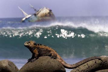 Μειώθηκε δραματικά ο αριθμός των ιγκουάνα που ζουν στα νησιά Γκαλαπάγκος