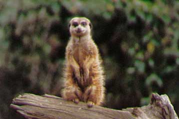 Κρούσματα φυματίωσης σε μοσχογαλές και νυφίτσες στην Αφρική θορυβούν τους επιστήμονες