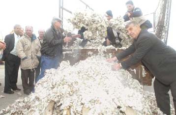 Τέλος Ιουνίου η απόφαση της ΕΕ για τις επιδοτήσεις στο ελληνικό βαμβάκι