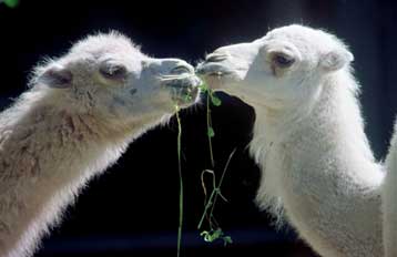 Καμήλες από την Αυστραλία θα καταναλώνουν στο εξής οι πολίτες της Σαουδικής Αραβίας
