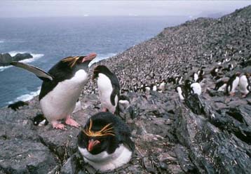 Με μαζικό αφανισμό απειλείται ο πληθυσμός των πιγκουίνων στα Νησιά Φόκλαντ