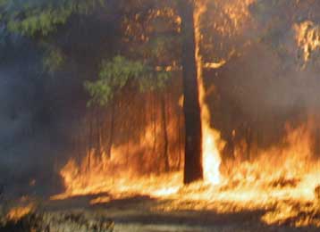 Σε εξέλιξη μεγάλη δασική πυρκαγιά στην Εύβοια