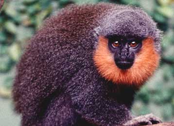 Δύο νέα είδη πιθήκου ανακάλυψε Ολλανδός επιστήμονας στη Βραζιλία