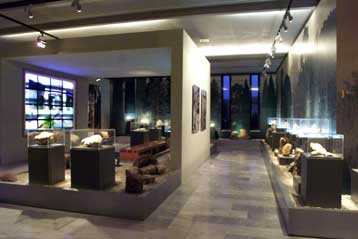 Δεκάδες απολιθωμένοι κορμοί δένδρων ανασύρονται από το βυθό της θάλασσας της Μυτιλήνης