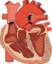 Ο περιορισμός της ημερήσιας κατανάλωσης αλατιού συμβάλλει στην πρόληψη των καρδιαγγειακών νοσημάτων